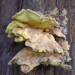 Chicken of the Woods, Meripilus giganteus, on half-dead Yew