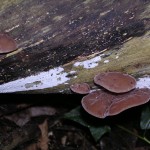 Jelly Ear, Auricula