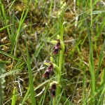 Fly Orchid