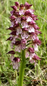 Lady Orchid in Dordogne