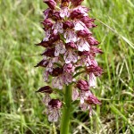 Lady Orchid