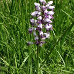 Military Orchid