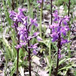 Early Purple Orchid