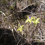 The insectivorous Butterwort forms pale green stars in boggy places