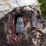 Light Knotgrass Moth Acronicta menyanthidis scotica on Birch at Creag Meagaidh NNR