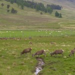 Red Deer may boldly come down into the valleys to feed, mostly towards evening, on arable crops if available, keeping a wary eye out for people