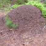 Nest of Red Wood Ants near Loch Garten