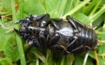 Lesser Stag Beetle, underside, playing dead