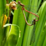 Large Red Damselflies in Wheel, Gunnersbury Triangle