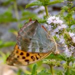 Silver-Washed Fritillary