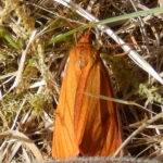 Wainscot Moth