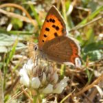 Small Copper