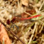 Ruddy Darter