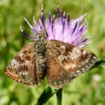 Dingy Skipper