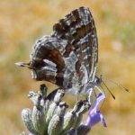 Geranium Bronze (from S. Africa)