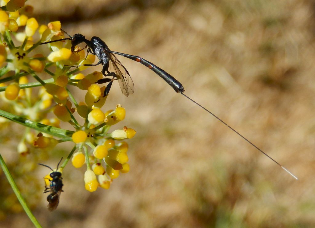 Long-tailed Ichneumon wasp