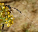 Long-tailed Ichneumon wasp