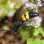 Anoplius viaticus spider-hunting wasp