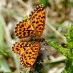 Small Pearl-Bordered Fritillary 