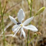 Star of Bethlehem on chalk hillside (with an ant)