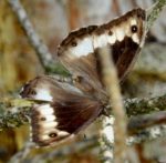 Woodland Grayling