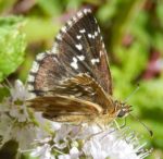 Grizzled Skipper