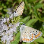 Common Blue pair: female has brown upperside