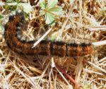 Fox Moth Woolly Bear caterpillar