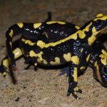 Fire Salamanders