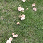 Fairy Ring Champignon, Marasmius oreades