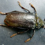 Giant Wood-Boring Longhorn Beetle, Prionus coriarius