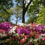 Isabella Plantation, Richmond Park