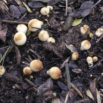 Puffball colony, Lycoperdon perlatum