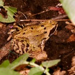 Common Frog