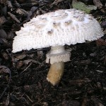 Shaggy Parasol -- Macrolepiota rhacodes