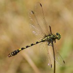 Small Pincertail Dragonfly, Onychogomphus forcipatus