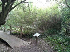 Fallen Willow across Gunnersbury Triangle's 'Mangrove Swamp'