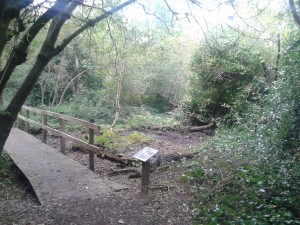 Mangrove Swamp, cleared of fallen trees