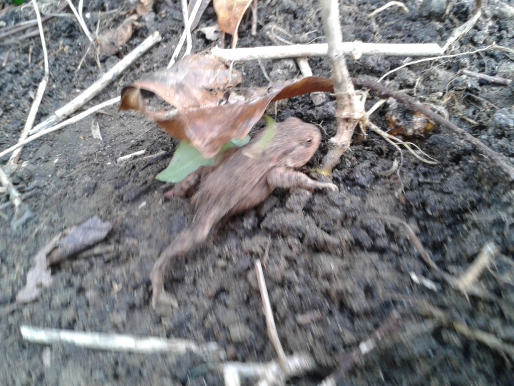 Toad scrambling for cover