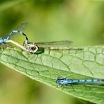 Mating Blue Damselflies with rival male and sperm packet