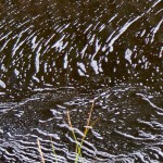 Rippled scum in acid iron-stained peat bog outflow. Chobham Common