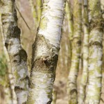 Greeny-white symphony of Birch Trunks. Chobham Common