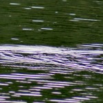 Grass Snake swimming