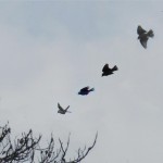 Tree Pipit in song flight