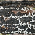 Fire-blackened Pine trunk with white Bracket Fungi