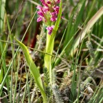 Southern Marsh Orchid Dactylorhiza praetermissa in Mire