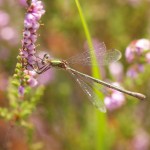 Common Emerald female broken wing