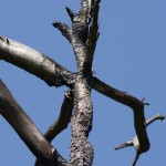 Burnt Pine on Thursley Common