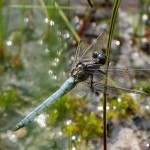 Keeled Skimmer male perched on Rush