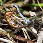 Keeled Skimmer pair in cop